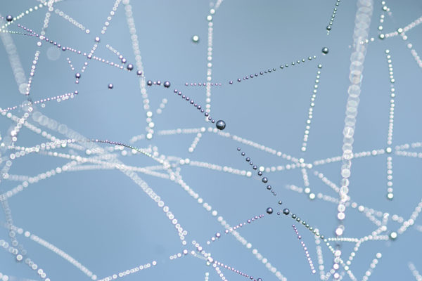 Close-up of the spider web with shiny dew drops. Shallow