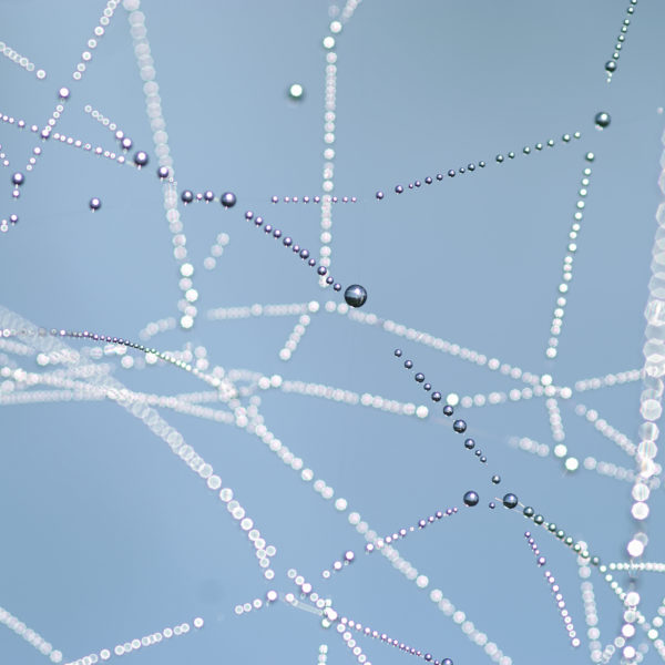 Close-up of the spider web with shiny dew drops. Shallow