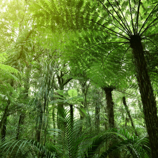 Lush green foliage in the tropical jungle