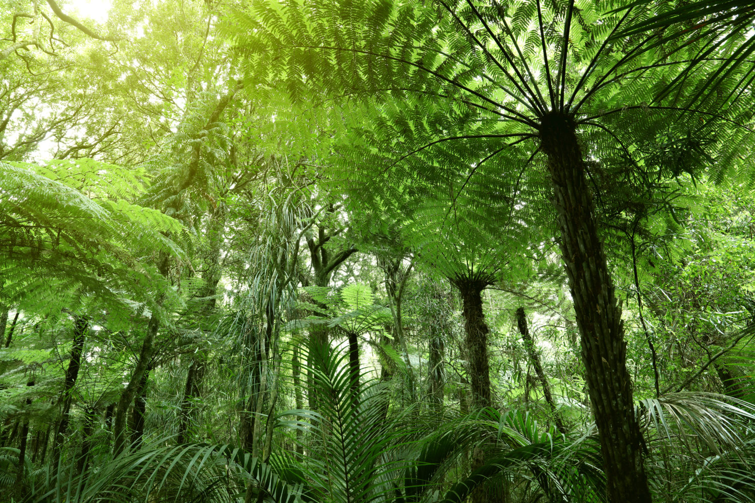 Lush green foliage in the tropical jungle