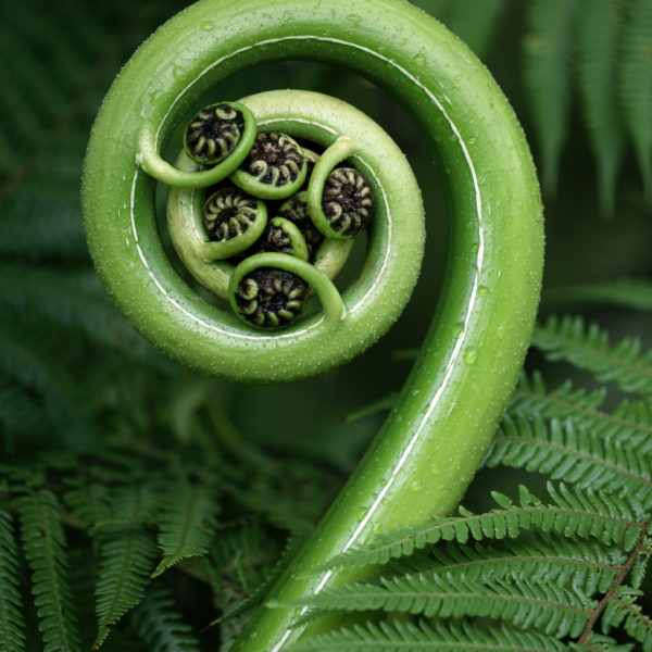 An image of a fern (koru) unfurling in New Zealand