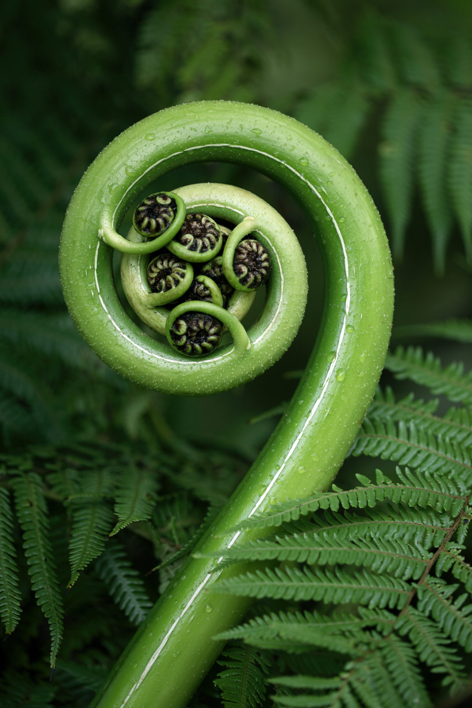 An image of a fern (koru) unfurling in New Zealand