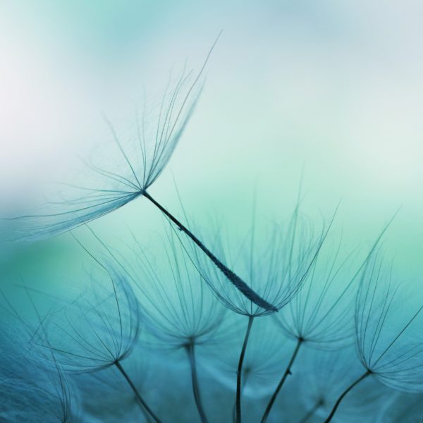 An image of dandelion seed shallow focus