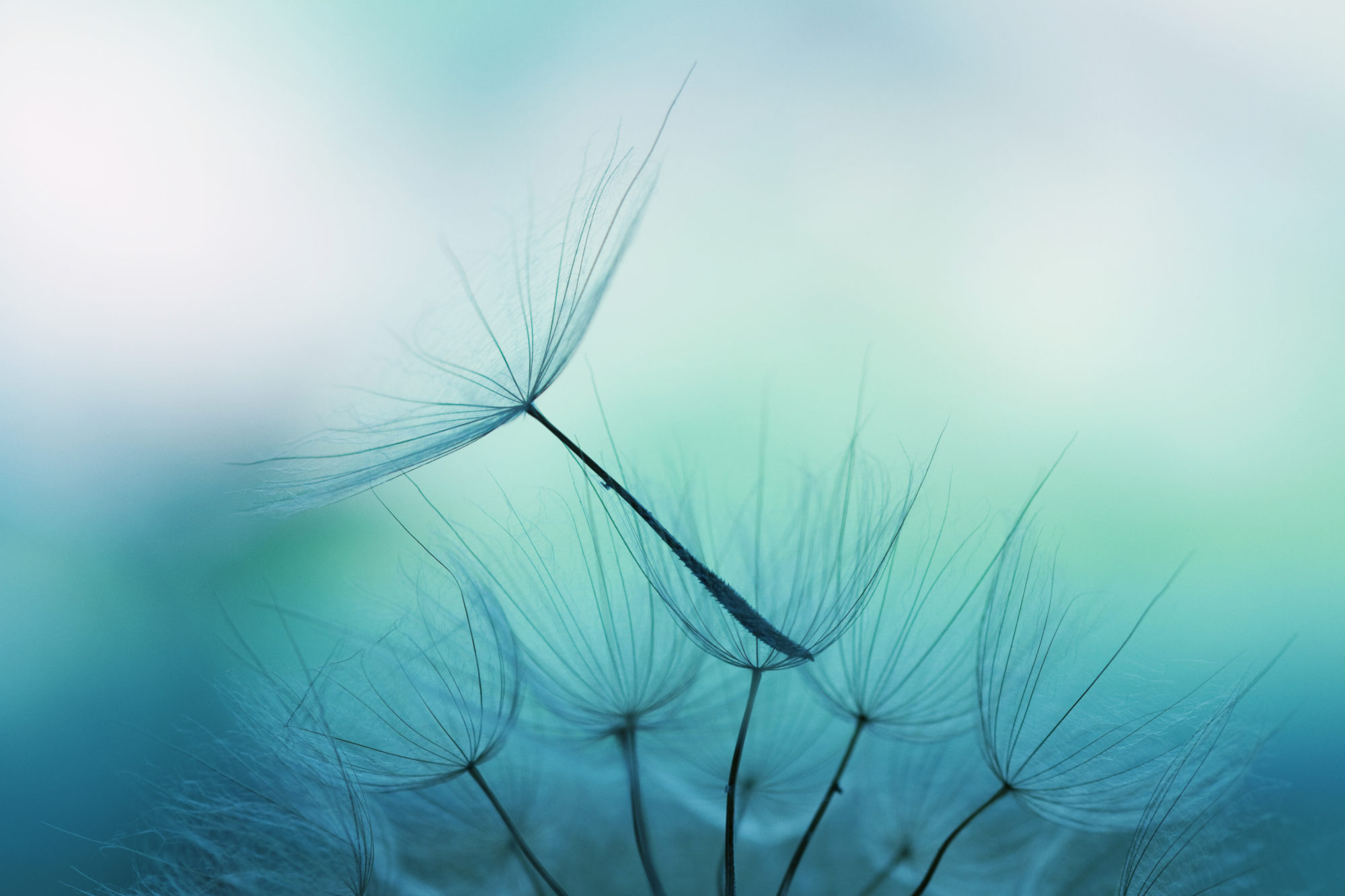 An image of dandelion seed shallow focus