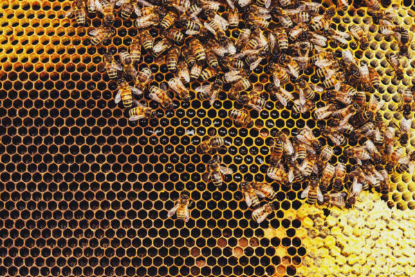 Close-up of a beehive full of honeybees developing their work