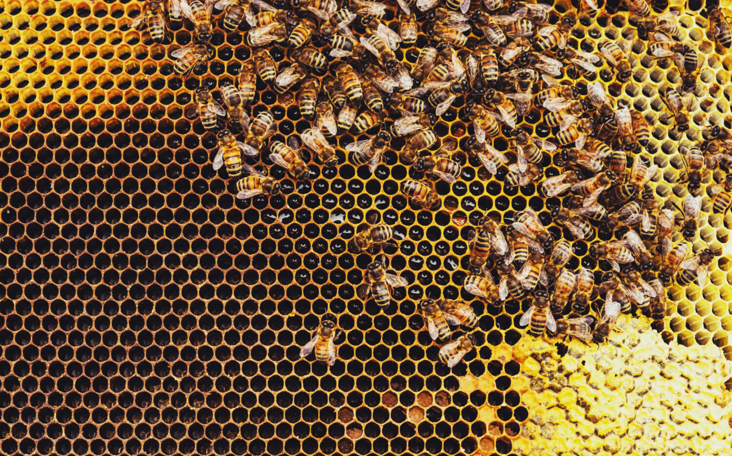 Close-up of a beehive full of honeybees developing their work