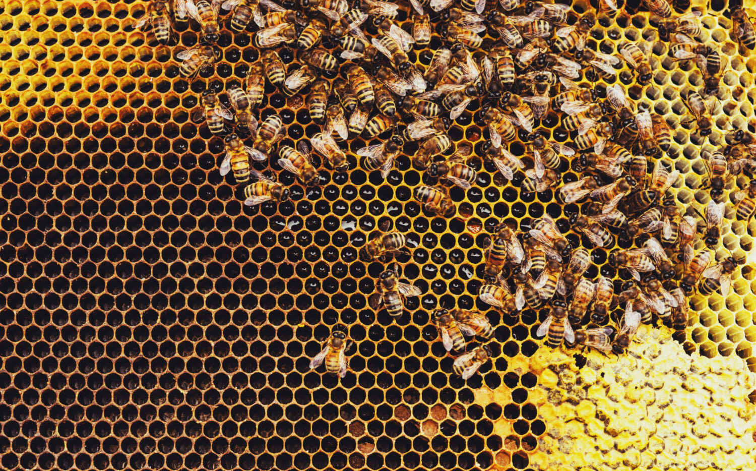 Close-up of a beehive full of honeybees developing their work