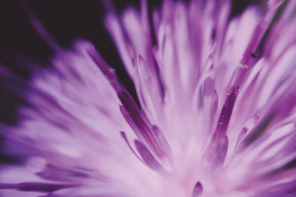 A purple flower is growing in a new ecosystem